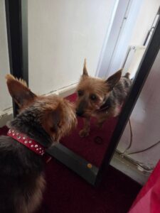 Checking out the new hair cut 