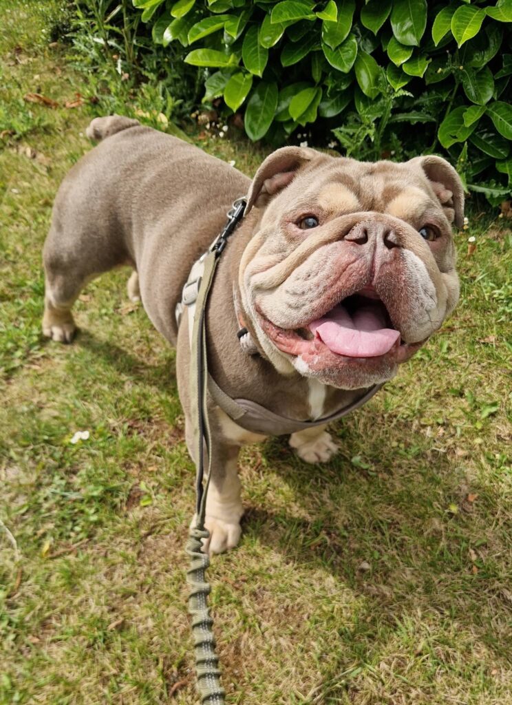 Branston (kev)