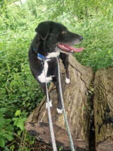 Climbing on the trees