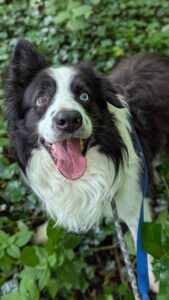 Most handsome boy on a walk 