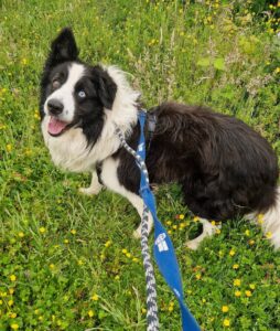 Samson on a walk 