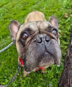 Boop the snoot
