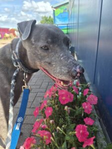 Al sniffing the flowers