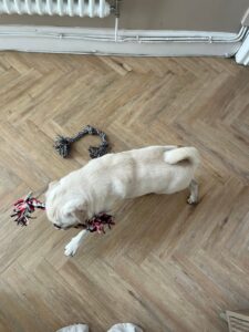 Playing with his toys 