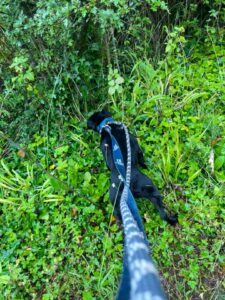Sniffing out the bush pests