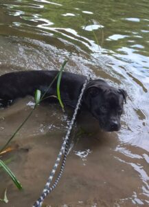 Taking a dip