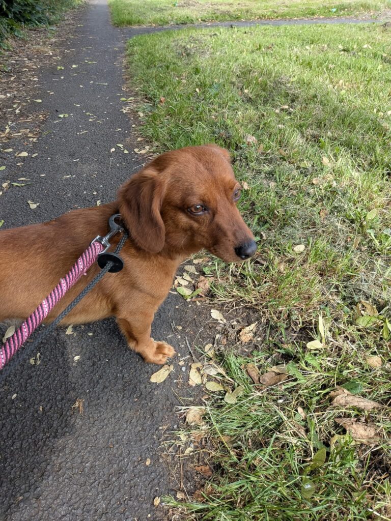 Ted
