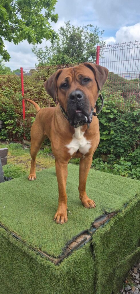 Big Bruno