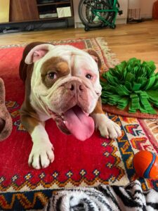 Hendrix enjoys his snuffly mat