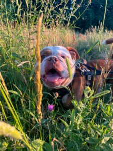Hendrix hiding in the grass
