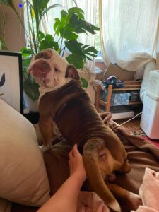 Hendrix demanding bum scratches