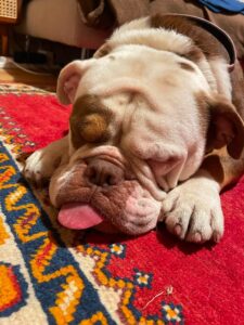 Hendrix sleeping