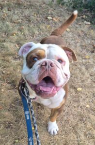 Hendrix on a walk