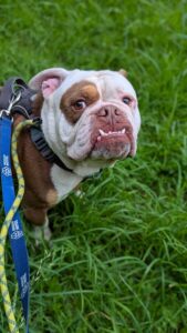 Hendrix with his teeth in show