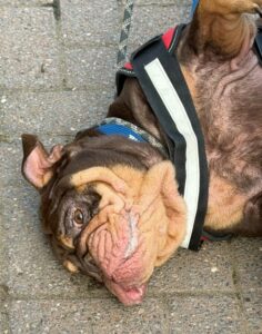 Belly rubs 