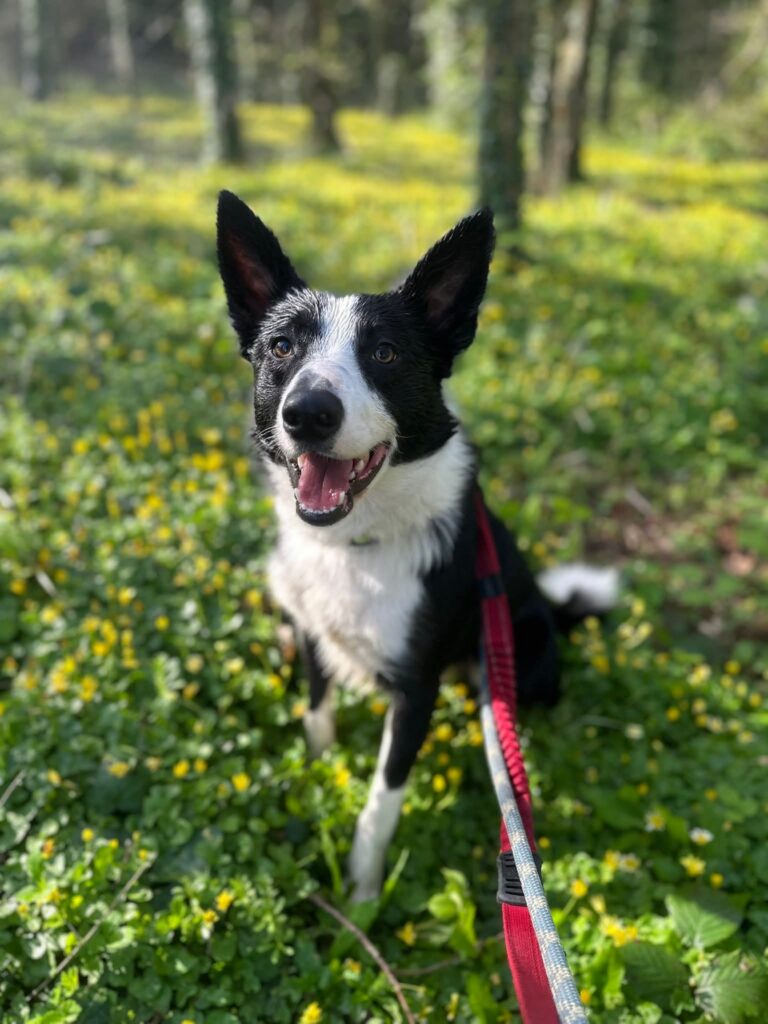 Jasper