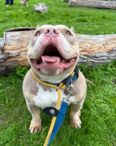Smile