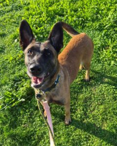 Stix standing on the grass