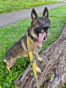 Seb climbing on the logs