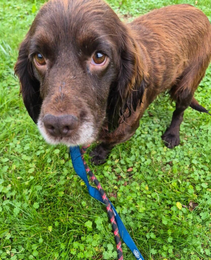 Cinders – Cardiff Dogs Home