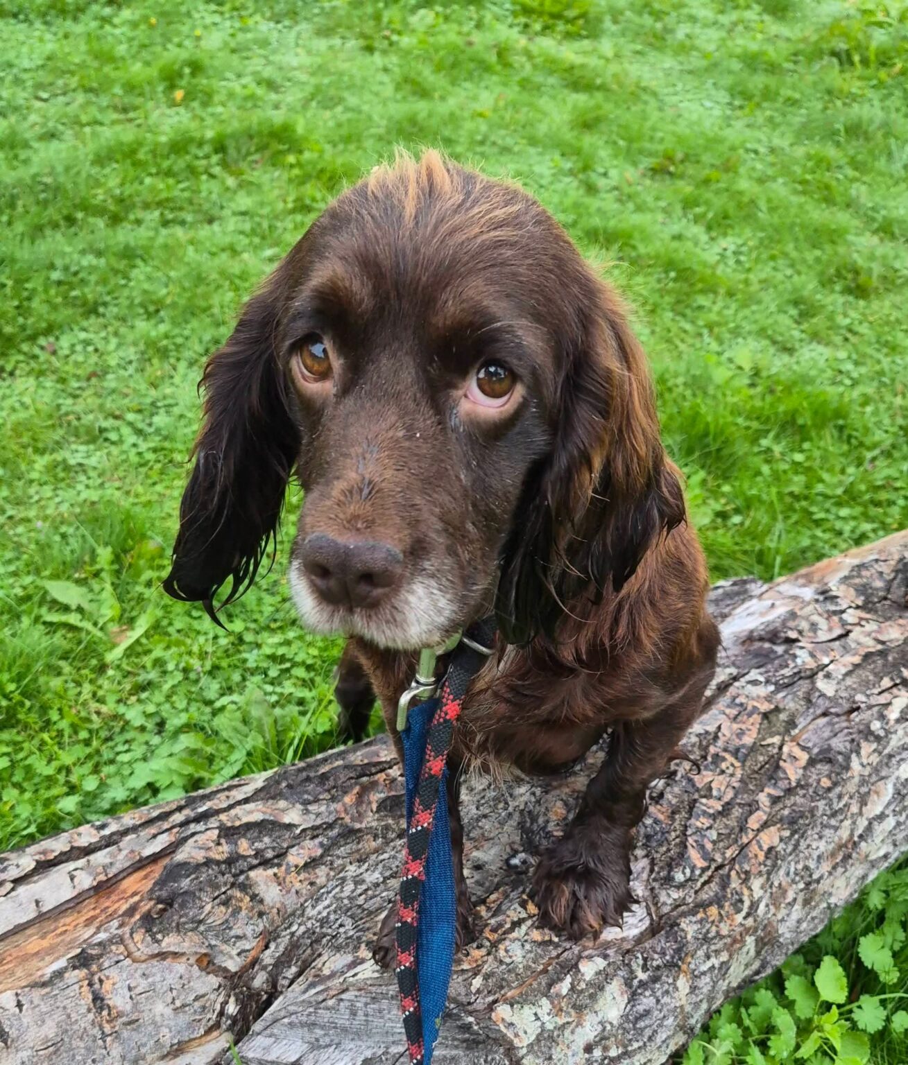 Cinders – Cardiff Dogs Home