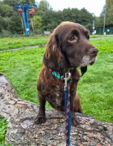 Climbing on the log 