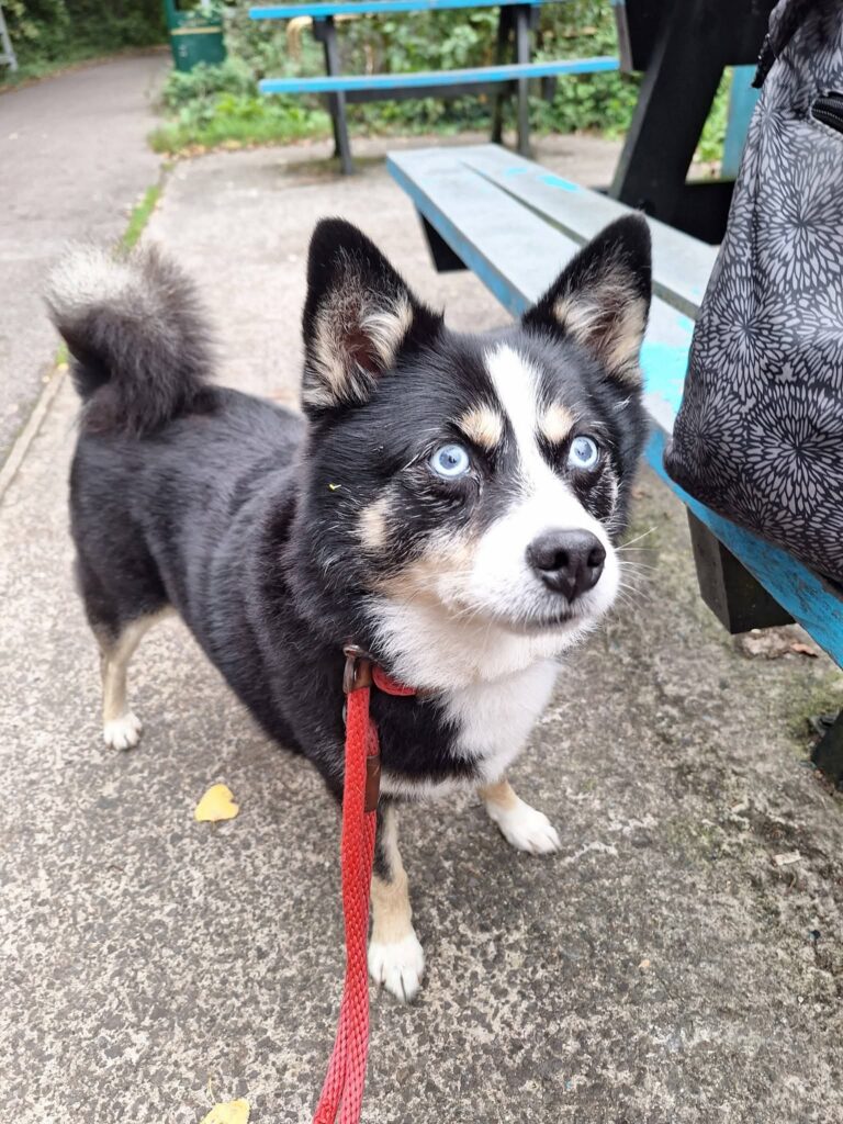 Archie