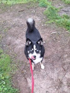 Archie out exploring