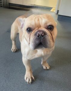 Puppy dog eyes
