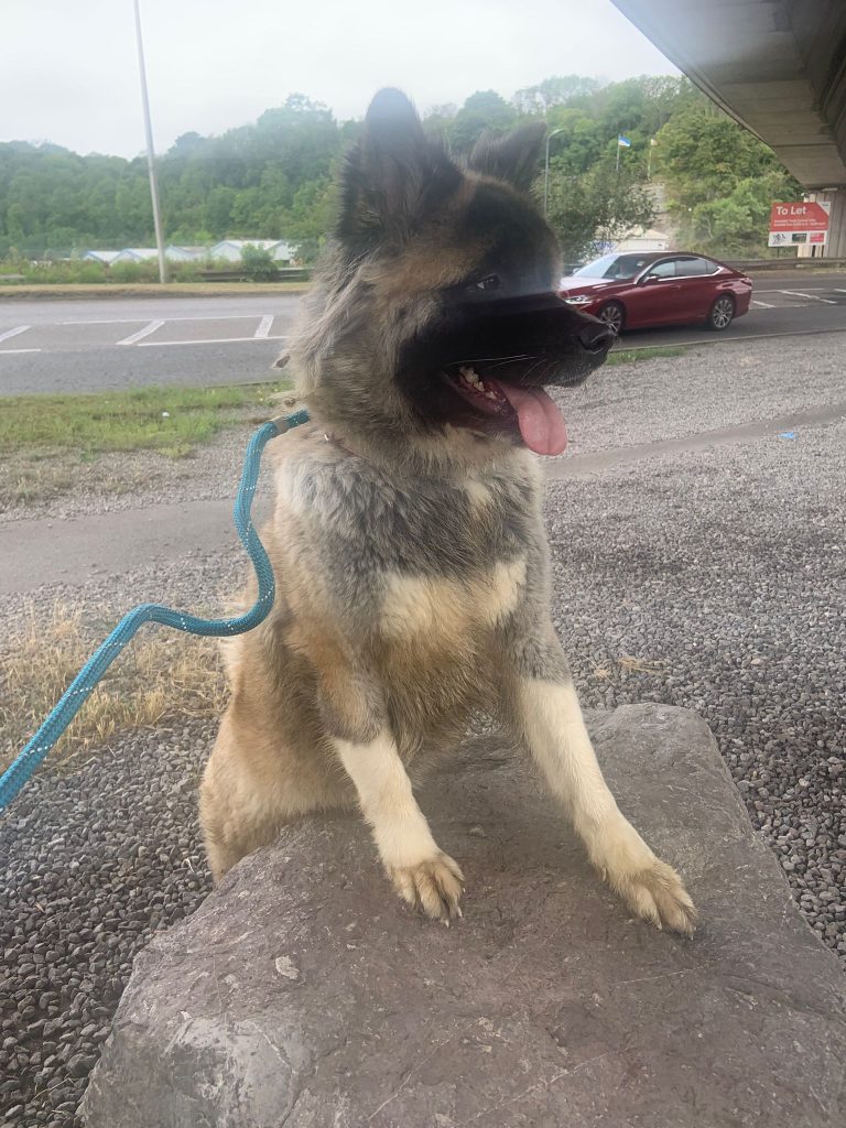 Nikita