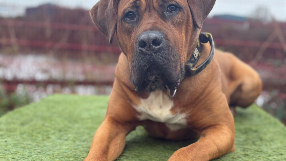 Big Bruno, a 2 years old male Mastiff available for adoption from Cardiff Dogs Home in Wales