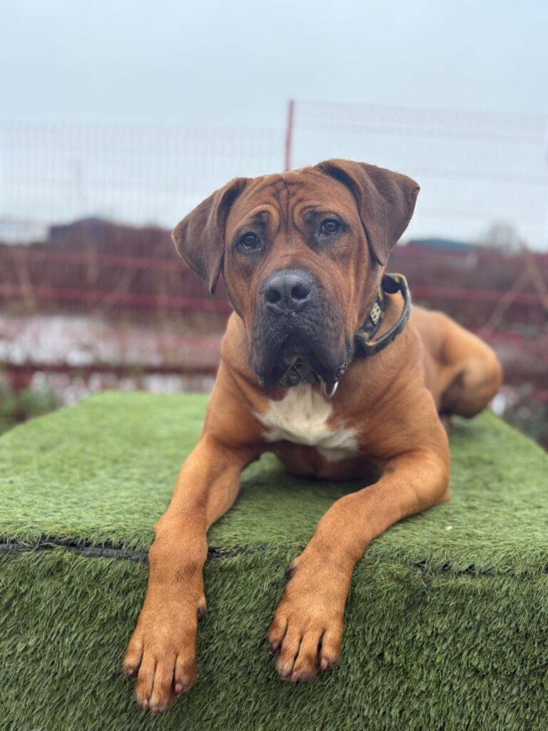 Big Bruno