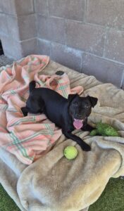 Flossy playing with her tennis ball on the bed area