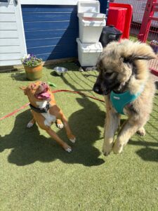 Zoomies 