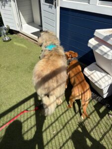 Making friends 