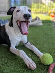 Big yawn 