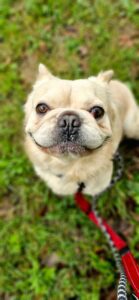 Rex smiling