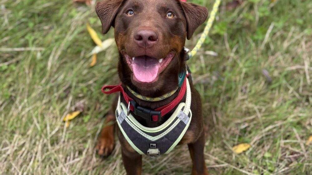Red posing for the camera