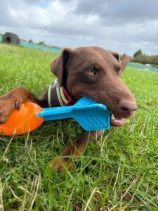 Red chewing his toy in the grass