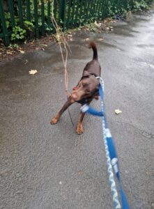 Red carrying a stick 