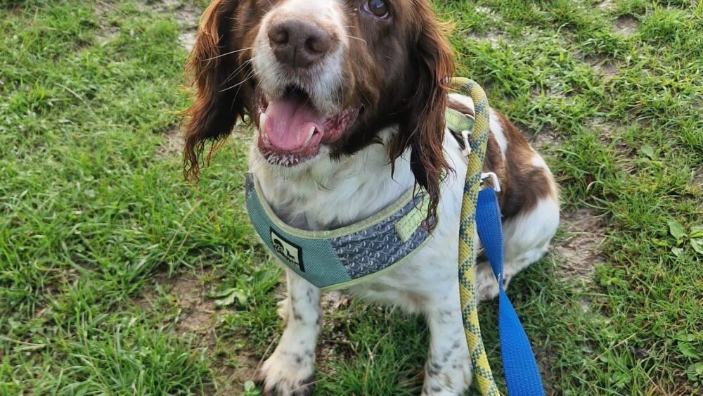 Sally posing on a walk
