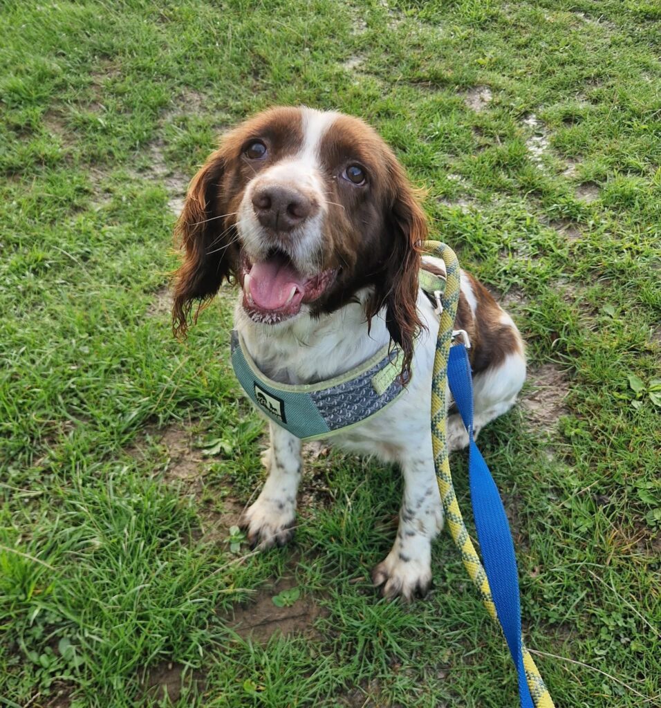 Sally posing on a walk