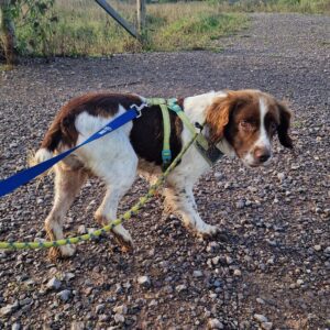 Sally on a walk
