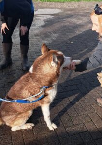 Bruno giving his paw