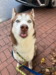 Bruno poking his tongue out! 