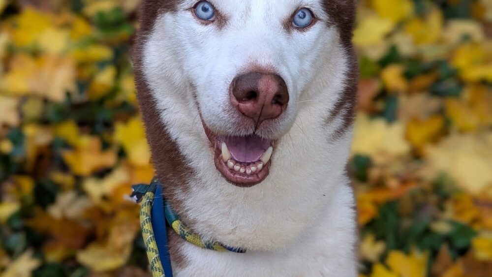 Bruno looking handsome