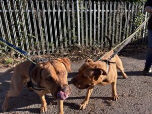 Nala with her pal maxx 