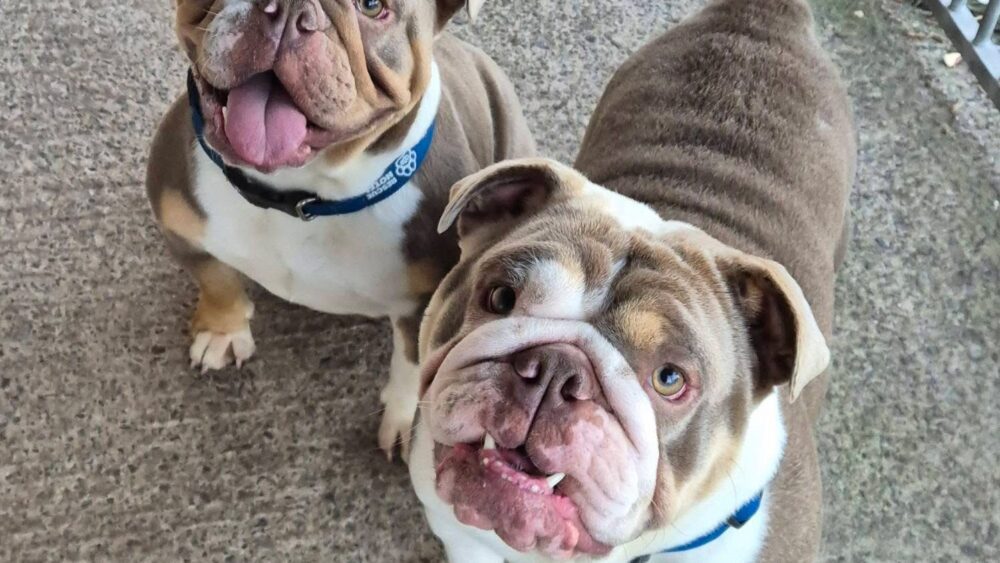 Ginger and clove in the play pen