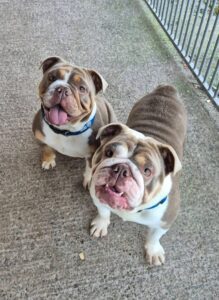 Ginger and clove in the play pen