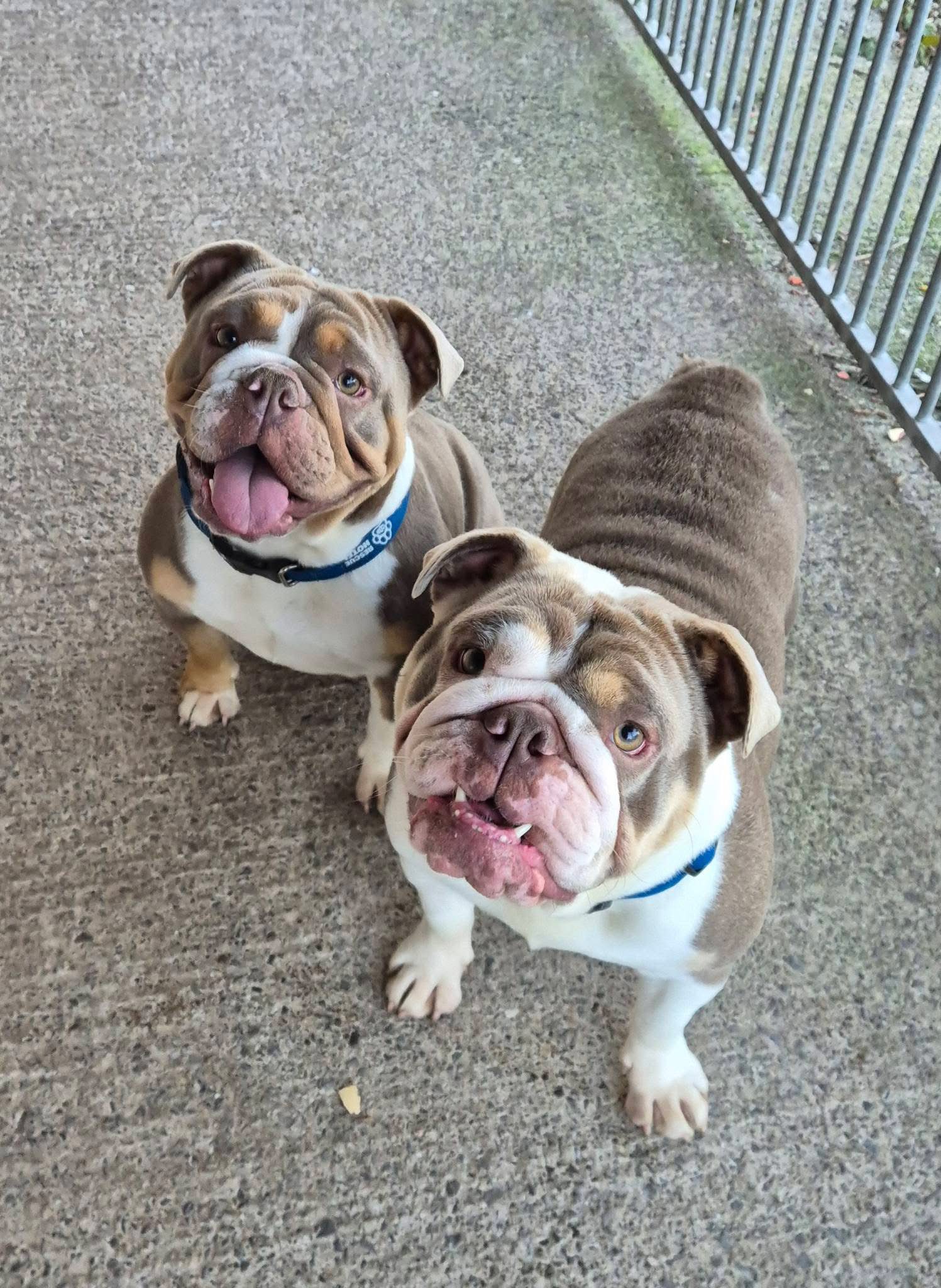 Ginger and clove in the play pen
